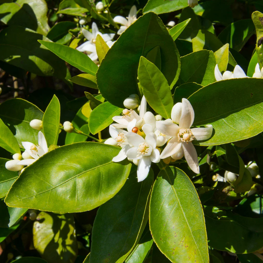 Fast Growing Trees Shop Indoor & Patio Fruit Dancy Tangerine Tree 7 Fast Growing Trees Shop Indoor & Patio Fruit Dancy Tangerine Tree