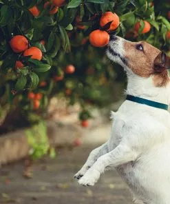 Fast Growing Trees Shop Indoor & Patio Fruit Dancy Tangerine Tree