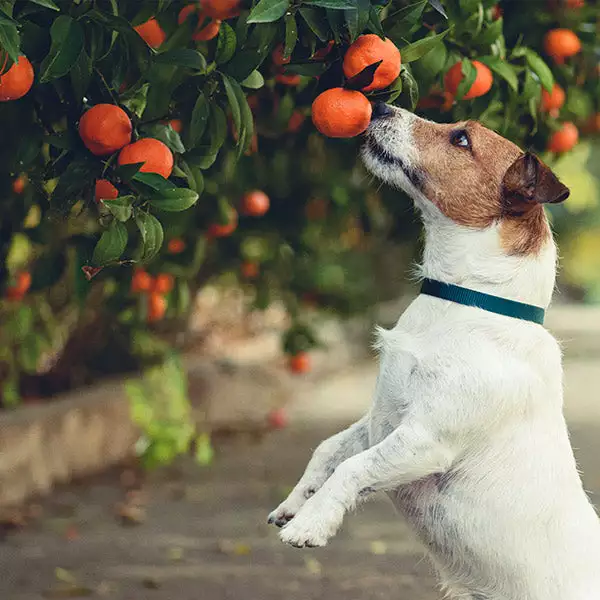 Fast Growing Trees Shop Indoor & Patio Fruit Dancy Tangerine Tree 3 Fast Growing Trees Shop Indoor & Patio Fruit Dancy Tangerine Tree