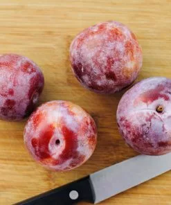 Fast Growing Trees Dapple Dandy Pluot Tree Plum Trees 7 Fast Growing Trees Dapple Dandy Pluot Tree Plum Trees