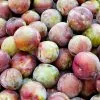 Fast Growing Trees Dapple Dandy Pluot Tree Plum Trees 1 Fast Growing Trees Dapple Dandy Pluot Tree Plum Trees