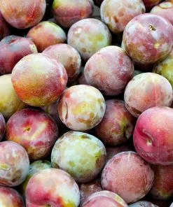 Fast Growing Trees Dapple Dandy Pluot Tree Plum Trees