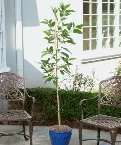 Fast Growing Trees Condo™ Avocado Tree 10 Fast Growing Trees Condo™ Avocado Tree