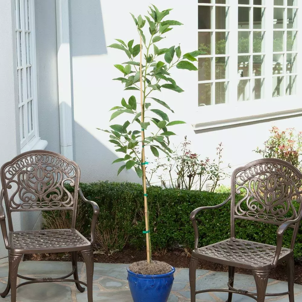 Fast Growing Trees Condo™ Avocado Tree 5 Fast Growing Trees Condo™ Avocado Tree