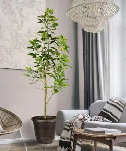Fast Growing Trees Condo™ Avocado Tree 9 Fast Growing Trees Condo™ Avocado Tree