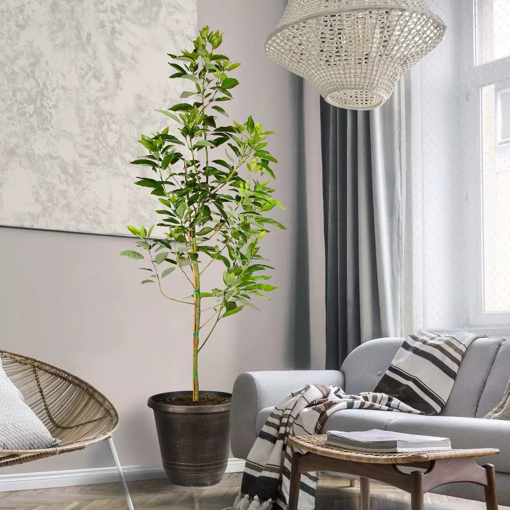 Fast Growing Trees Condo™ Avocado Tree 4 Fast Growing Trees Condo™ Avocado Tree