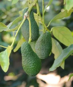 Fast Growing Trees Condo™ Avocado Tree 11 Fast Growing Trees Condo™ Avocado Tree