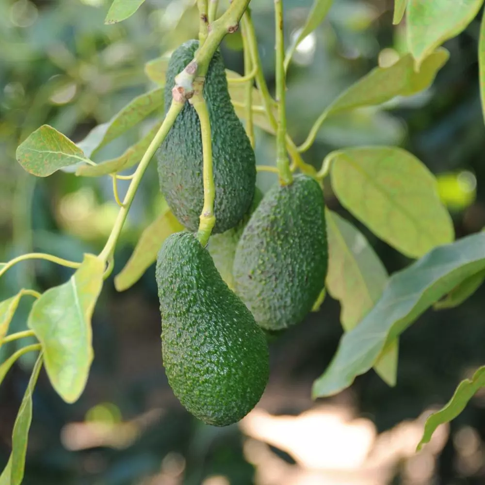 Fast Growing Trees Condo™ Avocado Tree 6 Fast Growing Trees Condo™ Avocado Tree