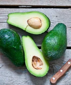 Fast Growing Trees Condo™ Avocado Tree 12 Fast Growing Trees Condo™ Avocado Tree