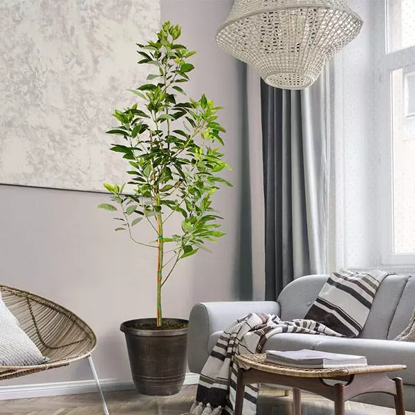 Fast Growing Trees Condo™ Avocado Tree 3 Fast Growing Trees Condo™ Avocado Tree