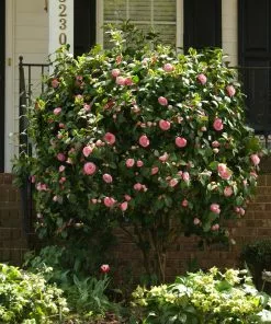 Fast Growing Trees Debutante Camellia 9 Fast Growing Trees Debutante Camellia