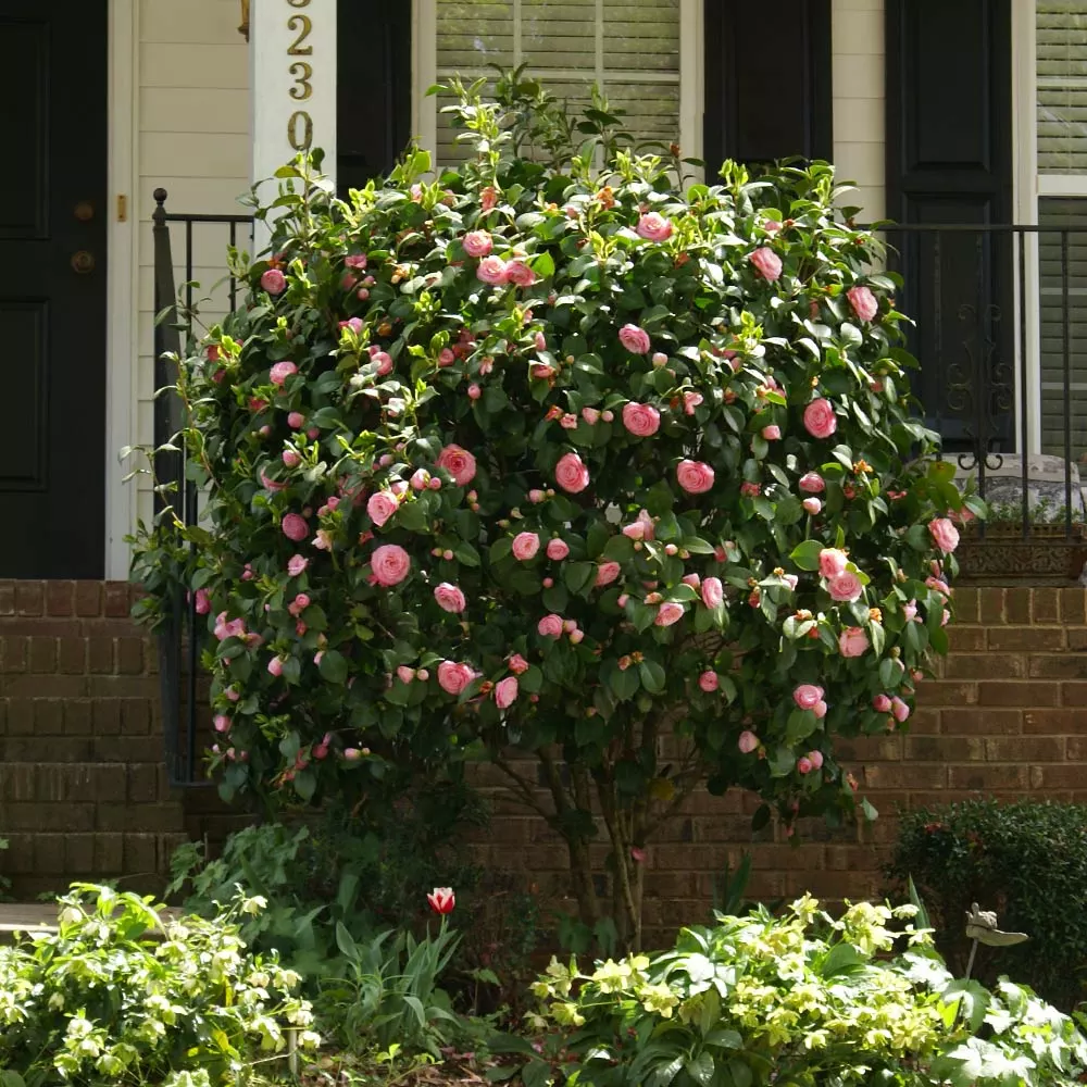 Fast Growing Trees Debutante Camellia 5 Fast Growing Trees Debutante Camellia