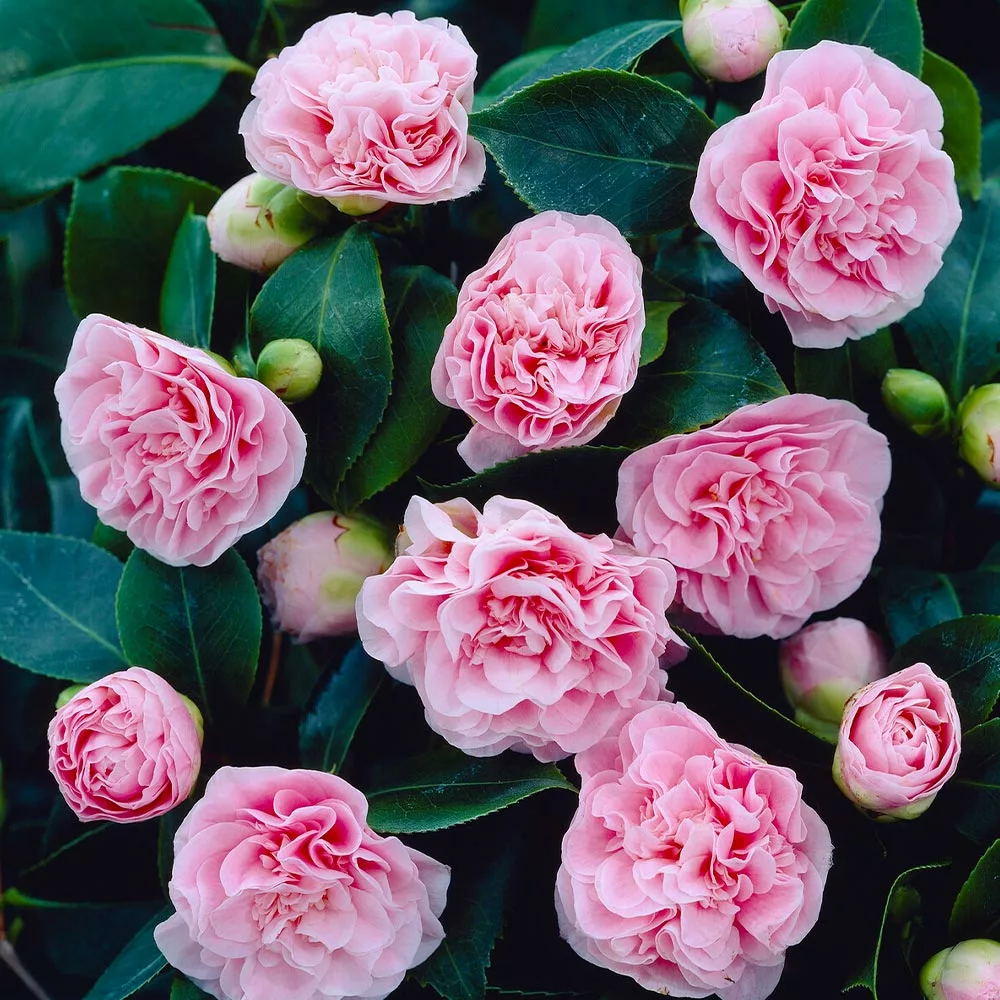 Fast Growing Trees Debutante Camellia 4 Fast Growing Trees Debutante Camellia