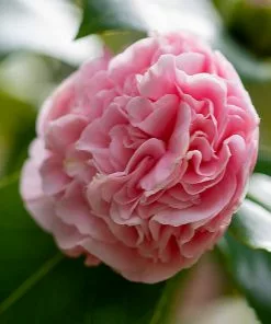 Fast Growing Trees Debutante Camellia 11 Fast Growing Trees Debutante Camellia