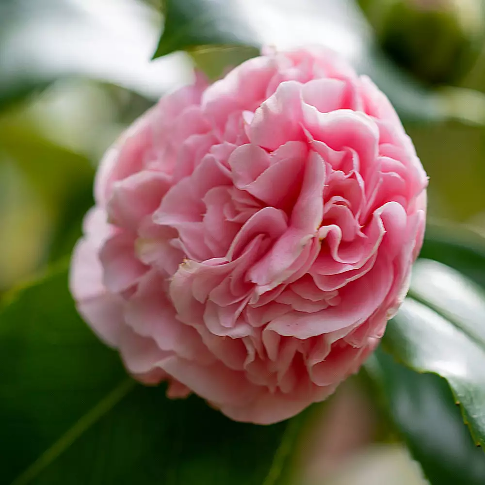 Fast Growing Trees Debutante Camellia 7 Fast Growing Trees Debutante Camellia