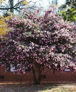 Fast Growing Trees Debutante Camellia 10 Fast Growing Trees Debutante Camellia