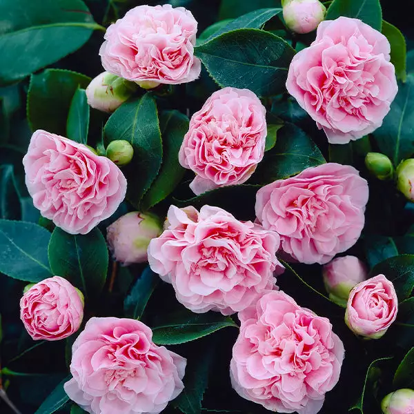 Fast Growing Trees Debutante Camellia 3 Fast Growing Trees Debutante Camellia