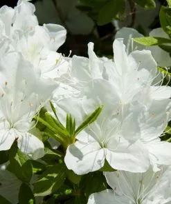 Fast Growing Trees Delaware Valley White Azalea