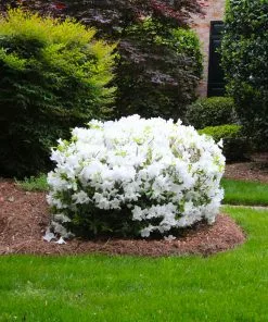 Fast Growing Trees Delaware Valley White Azalea