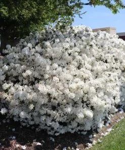 Fast Growing Trees Delaware Valley White Azalea