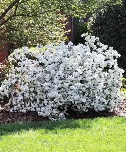 Fast Growing Trees Delaware Valley White Azalea