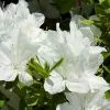 Fast Growing Trees Delaware Valley White Azalea 1 Fast Growing Trees Delaware Valley White Azalea