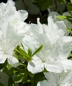 Fast Growing Trees Delaware Valley White Azalea