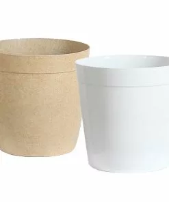 Fast Growing Trees Areca Palm Tree