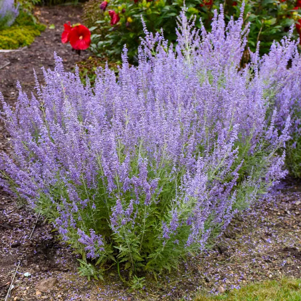 Fast Growing Trees Denim 'n Lace Russian Sage 5 Fast Growing Trees Denim 'n Lace Russian Sage