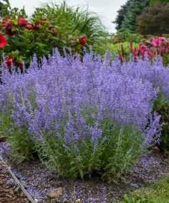 Fast Growing Trees Denim 'n Lace Russian Sage