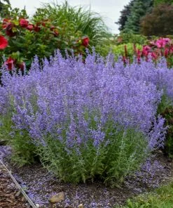 Fast Growing Trees Denim 'n Lace Russian Sage