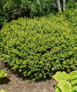 Fast Growing Trees Dense Spreading Yew 8 Fast Growing Trees Dense Spreading Yew