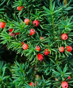 Fast Growing Trees Dense Spreading Yew 9 Fast Growing Trees Dense Spreading Yew