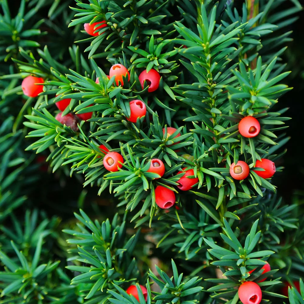 Fast Growing Trees Dense Spreading Yew 6 Fast Growing Trees Dense Spreading Yew