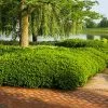 Fast Growing Trees Dense Spreading Yew 1 Fast Growing Trees Dense Spreading Yew
