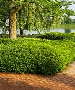 Fast Growing Trees Dense Spreading Yew