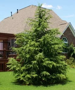Fast Growing Trees Cedars Deodar Cedar Tree 14 Fast Growing Trees Cedars Deodar Cedar Tree