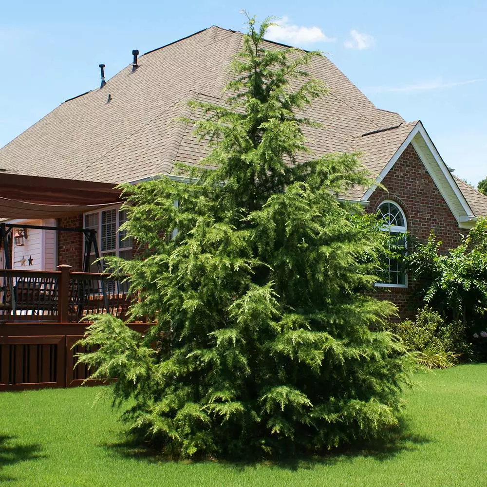 Fast Growing Trees See All Evergreen & Privacy Trees Deodar Cedar Tree 7 Fast Growing Trees See All Evergreen & Privacy Trees Deodar Cedar Tree