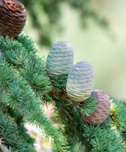 Fast Growing Trees See All Evergreen & Privacy Trees Deodar Cedar Tree 14 Fast Growing Trees See All Evergreen & Privacy Trees Deodar Cedar Tree