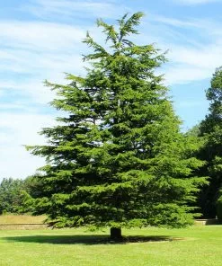 Fast Growing Trees Cedars Deodar Cedar Tree 13 Fast Growing Trees Cedars Deodar Cedar Tree