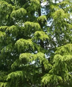 Fast Growing Trees Cedars Deodar Cedar Tree 11 Fast Growing Trees Cedars Deodar Cedar Tree