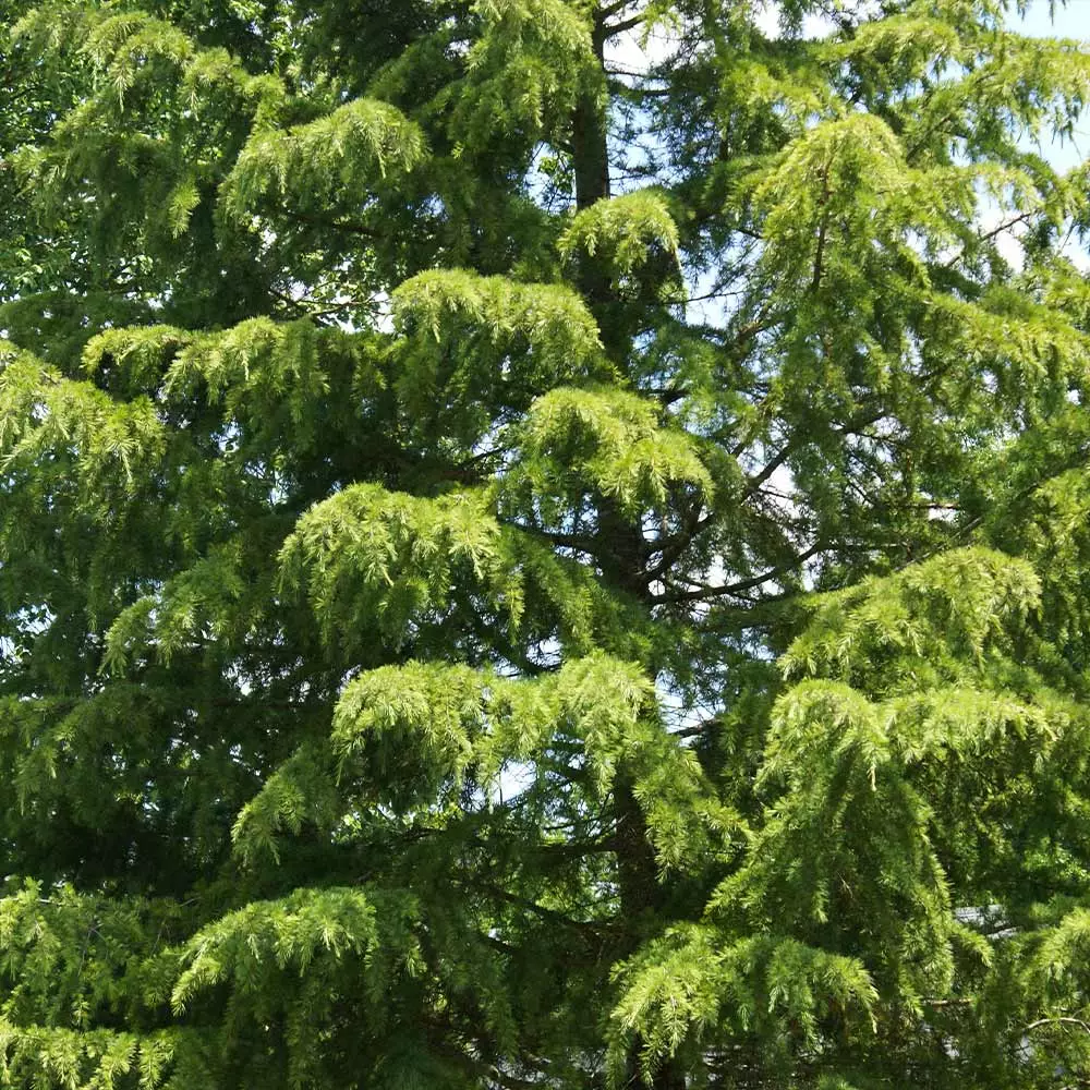 Fast Growing Trees See All Evergreen & Privacy Trees Deodar Cedar Tree 5 Fast Growing Trees See All Evergreen & Privacy Trees Deodar Cedar Tree