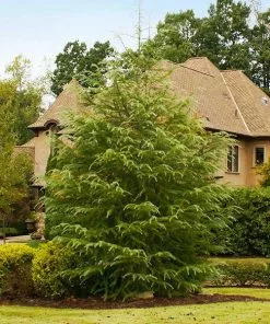 Fast Growing Trees See All Evergreen & Privacy Trees Deodar Cedar Tree