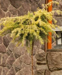 Fast Growing Trees Feelin' Sunny® Deodar Cedar Patio Tree Cedars