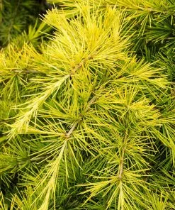 Fast Growing Trees Feelin' Sunny® Deodar Cedar Patio Tree Cedars 8 Fast Growing Trees Feelin' Sunny® Deodar Cedar Patio Tree Cedars