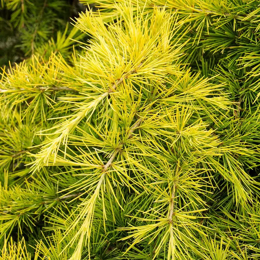 Fast Growing Trees Feelin' Sunny® Deodar Cedar Patio Tree Cedars 5 Fast Growing Trees Feelin' Sunny® Deodar Cedar Patio Tree Cedars