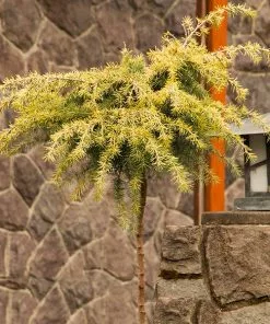 Fast Growing Trees Feelin' Sunny® Deodar Cedar Patio Tree Cedars