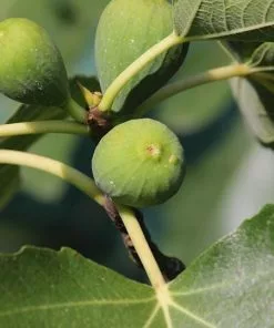 Fast Growing Trees Desert King Fig Tree Fig Trees 7 Fast Growing Trees Desert King Fig Tree Fig Trees
