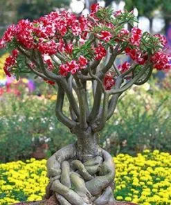 Fast Growing Trees Desert Rose'Adenium' See All Flowering Trees