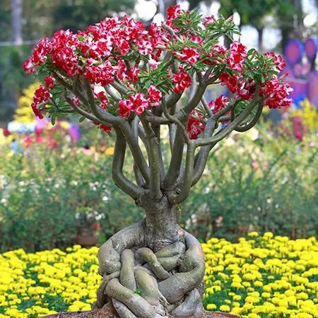 Fast Growing Trees Desert Rose 'Adenium' See All Flowering Trees 4 Fast Growing Trees Desert Rose 'Adenium' See All Flowering Trees